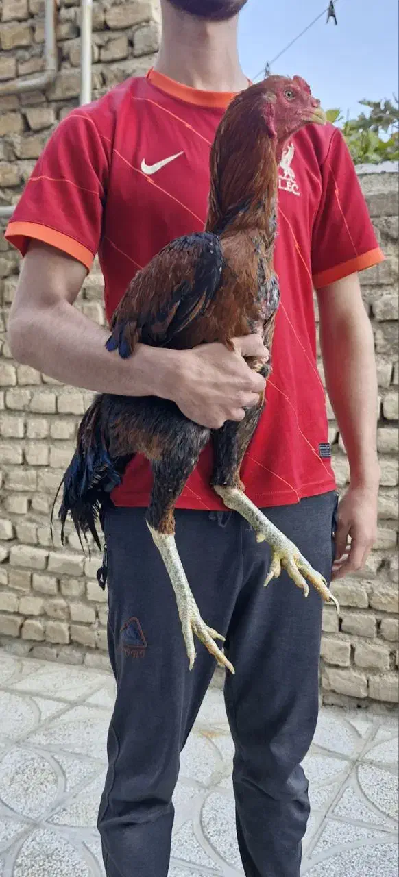 مرغ و خروس لاری اصیل|حیوانات مزرعه|شیروان (خراسان), |دیوار