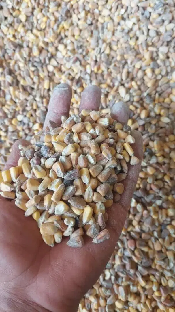 ذرت|لوازم جانبی حیوانات|مشهد, هفت تیر (آب و برق)|دیوار