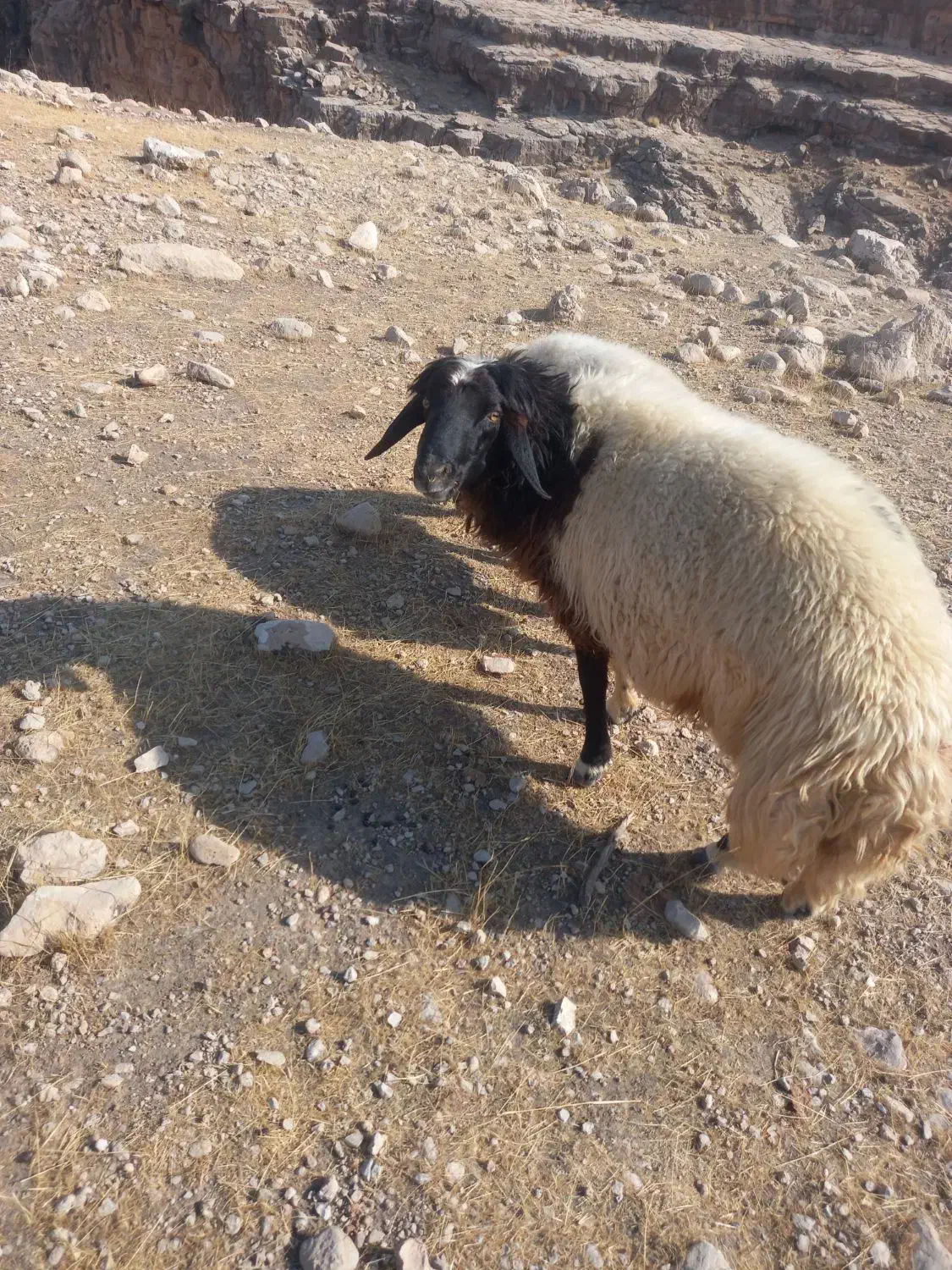 قوچ کله سیاه عالی عالی ۳ساله|حیوانات مزرعه|اندیمشک, |دیوار