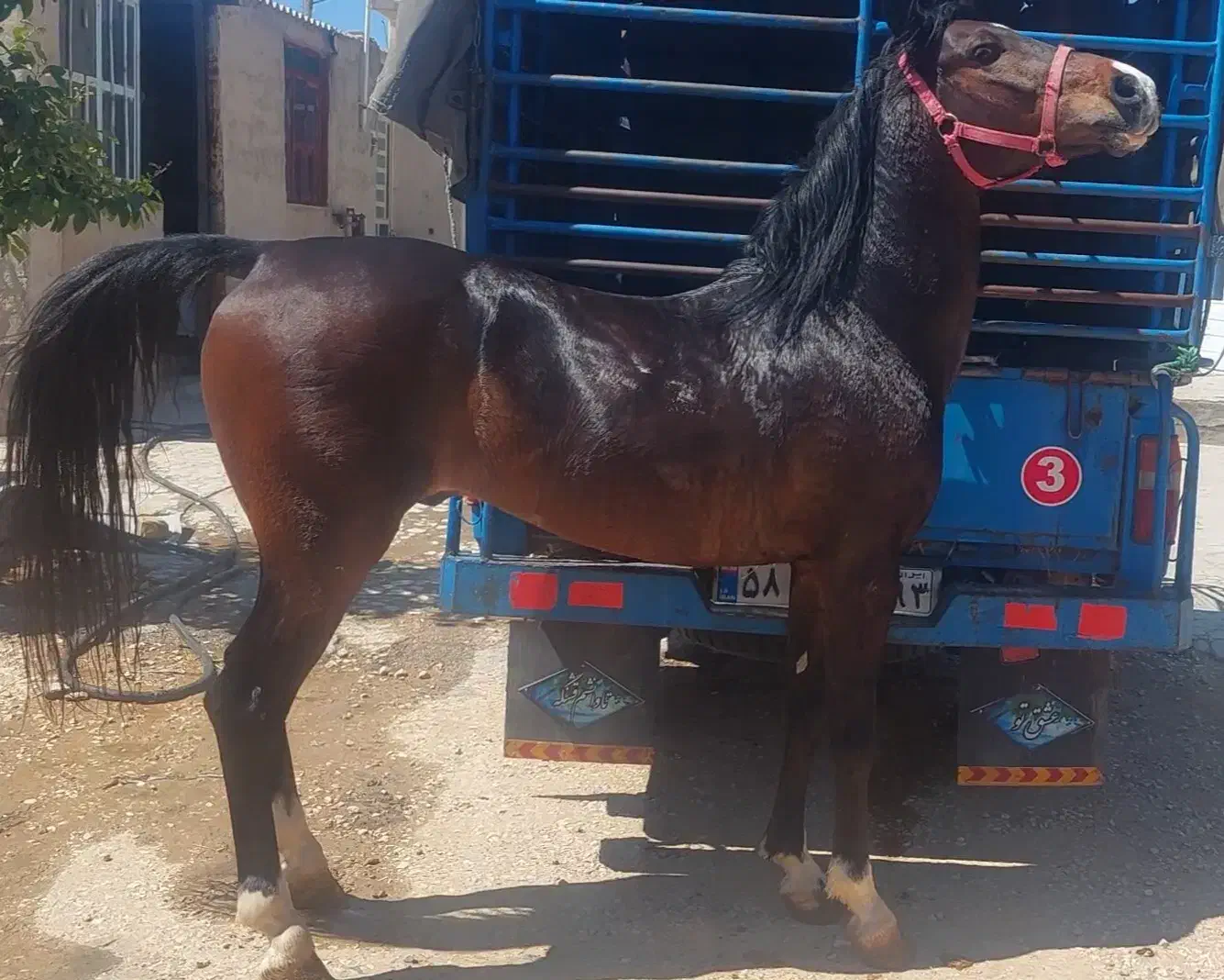 اسب نریون|اسب و تجهیزات اسبسواری|طسوج, |دیوار