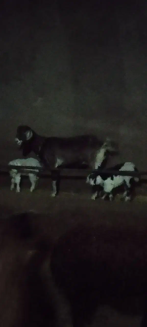 بز با دو بزغاله|حیوانات مزرعه|اردبیل, |دیوار