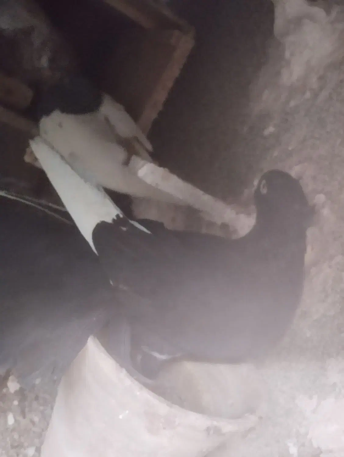 گمشده در محدود رئیسی|حیوانات|مشهد, عامل|دیوار