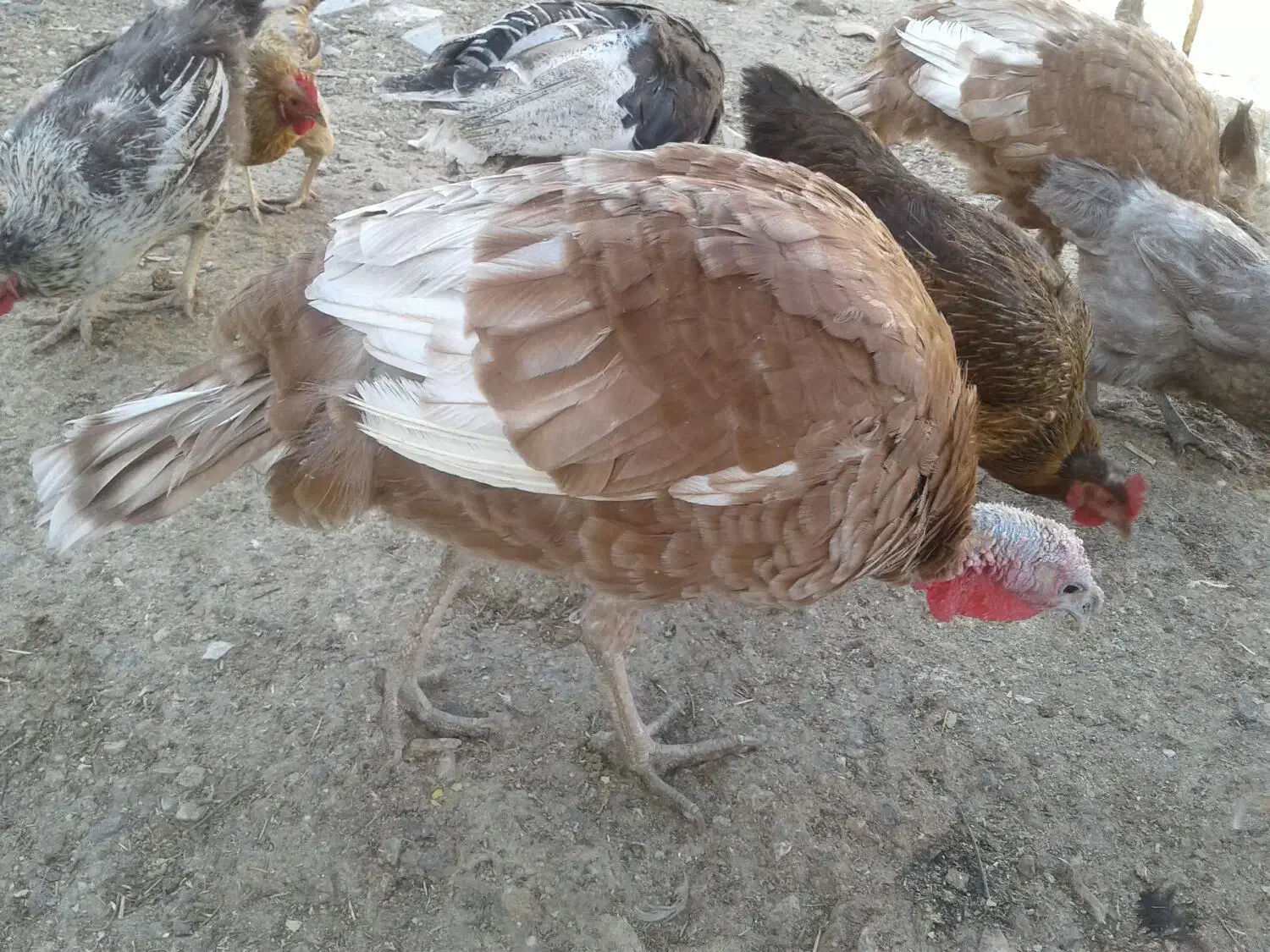 فروش پرنده باقیمت مناسب|پرنده|اشترینان, |دیوار