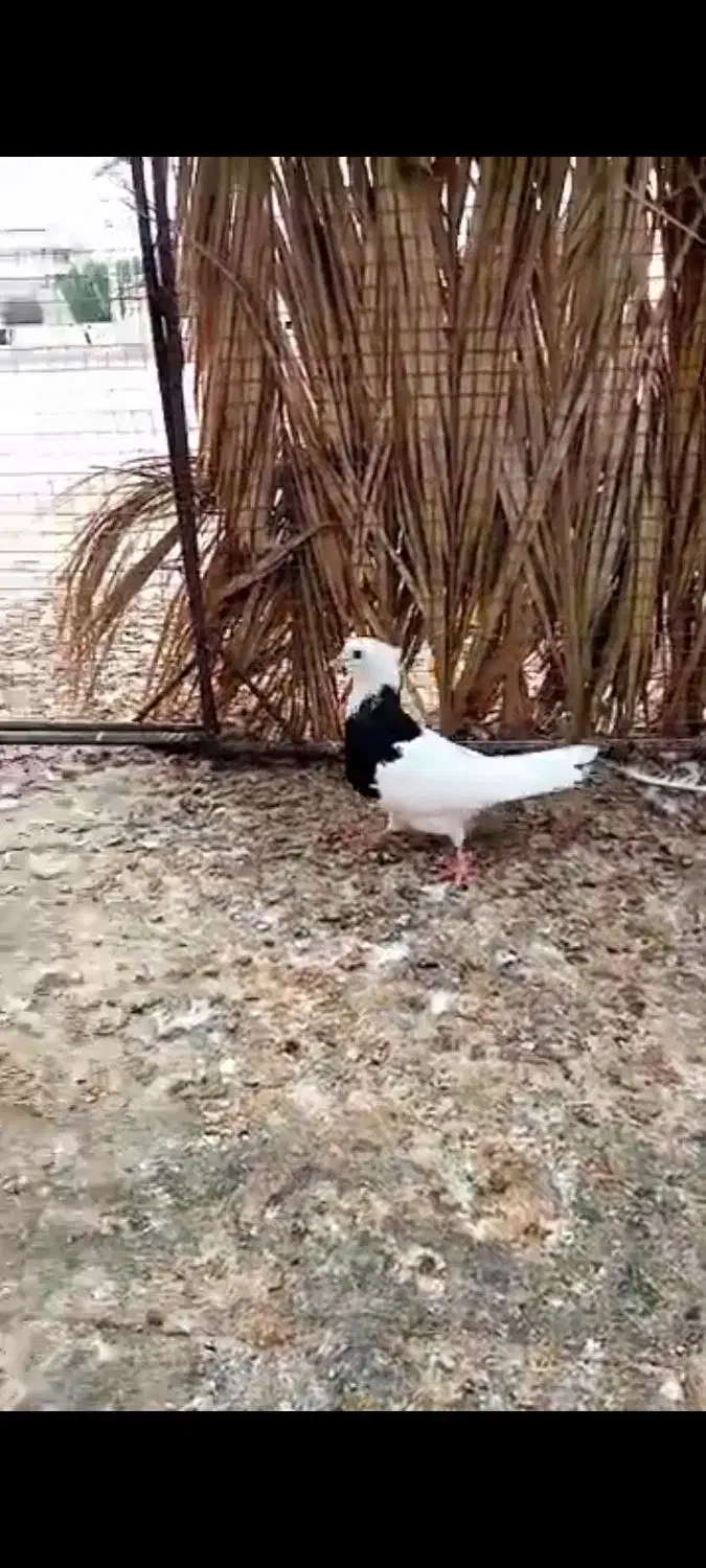 طوقی|پرنده|شبانکاره, |دیوار