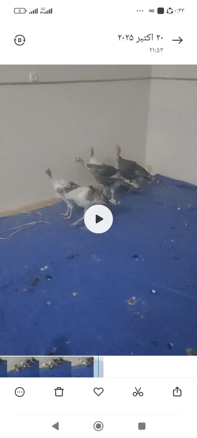 بوقلمون|حیوانات مزرعه|بم, |دیوار