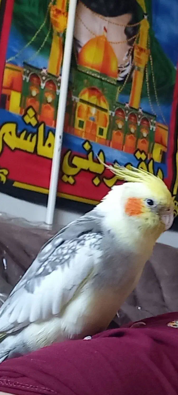 عروس هلندی|حیوانات|لنجان, |دیوار