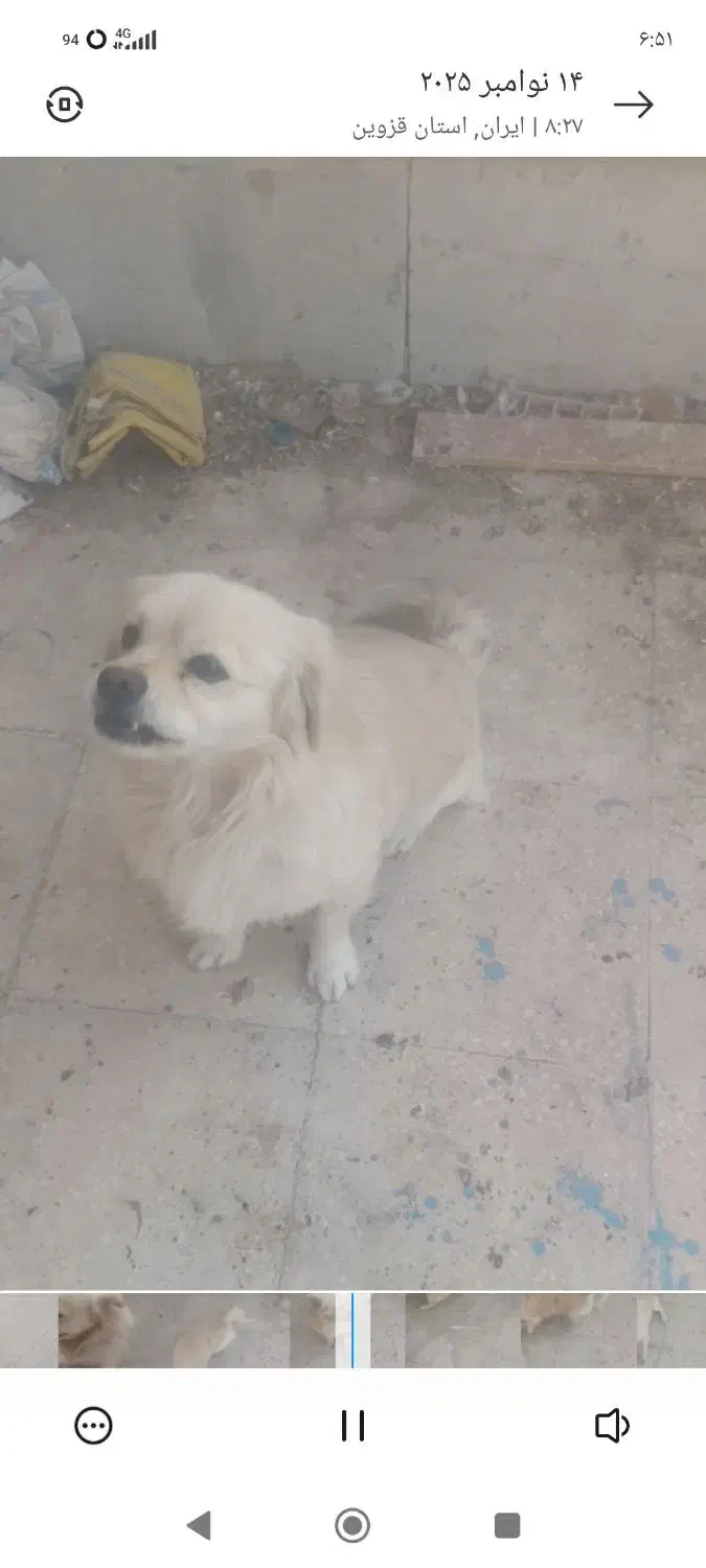 سگ پاکوتا|سگ|محمدیه-قزوین, |دیوار