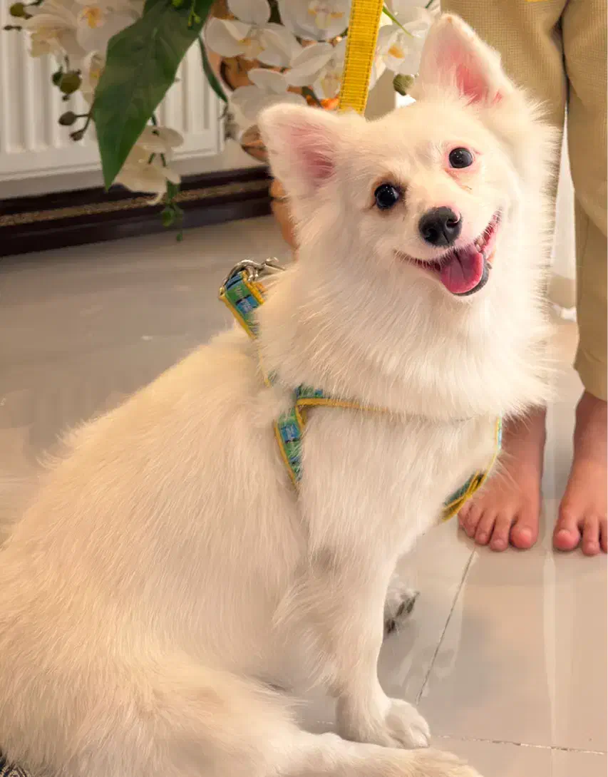 سگ پامرانین|سگ|پاکدشت, پاکدشت (مامازند)|دیوار