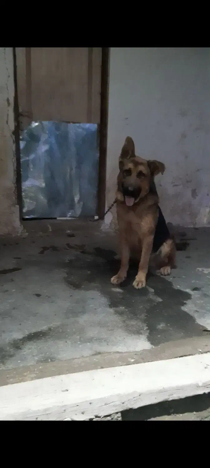 سگ ژرمن نگهبان|سگ|رشت, پسیخان|دیوار