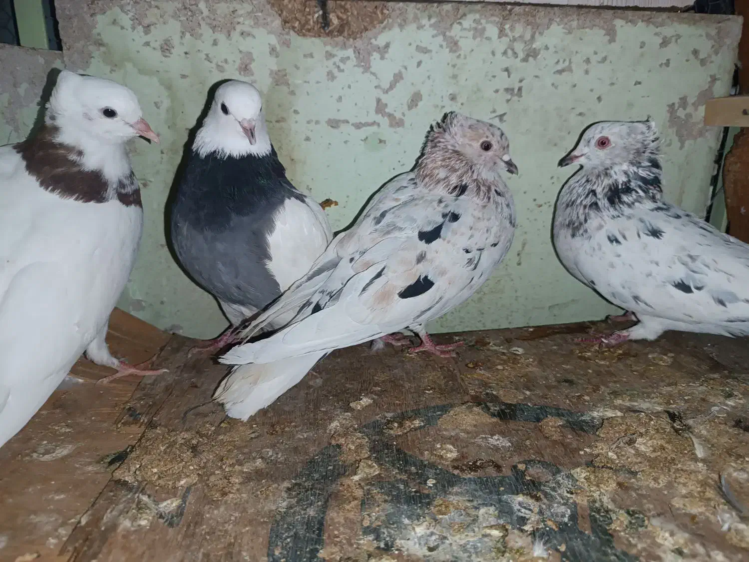 هفت رنگ دم سفید دوتا کفتر آس|پرنده|طبس, |دیوار