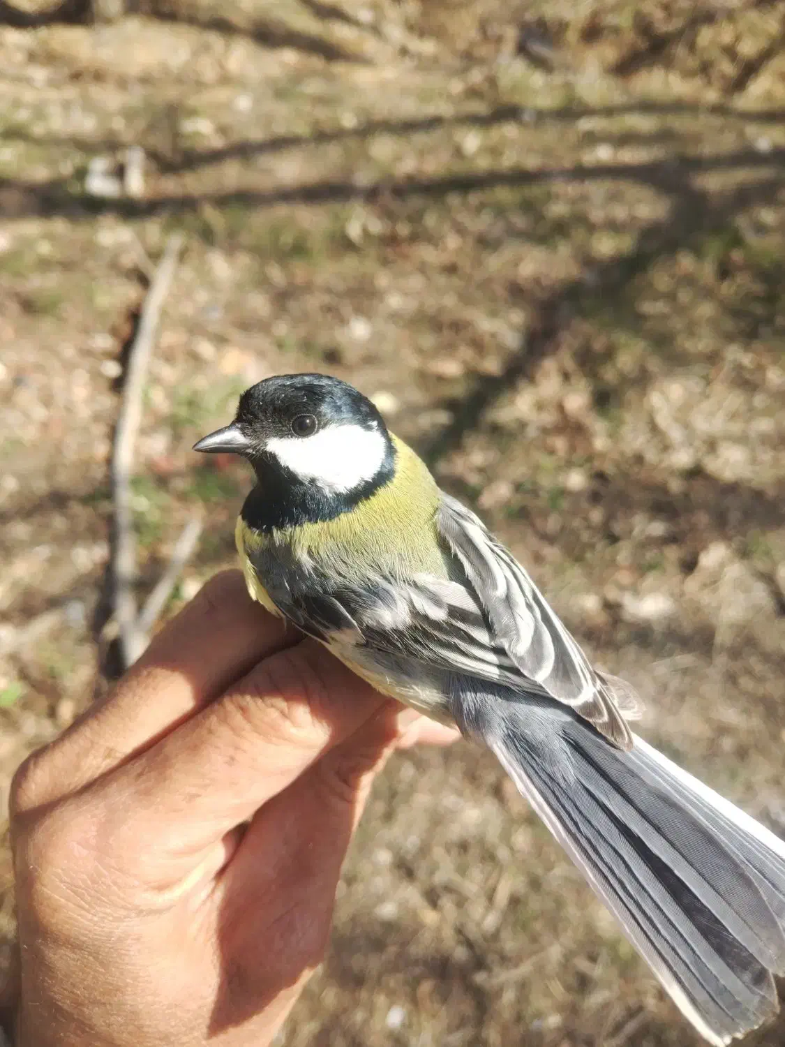 سهره|پرنده|شیراز, گویم|دیوار