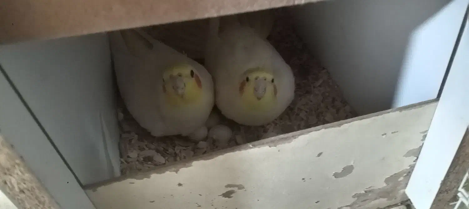 عروس هلندی لوتینو|پرنده|زاوه, |دیوار