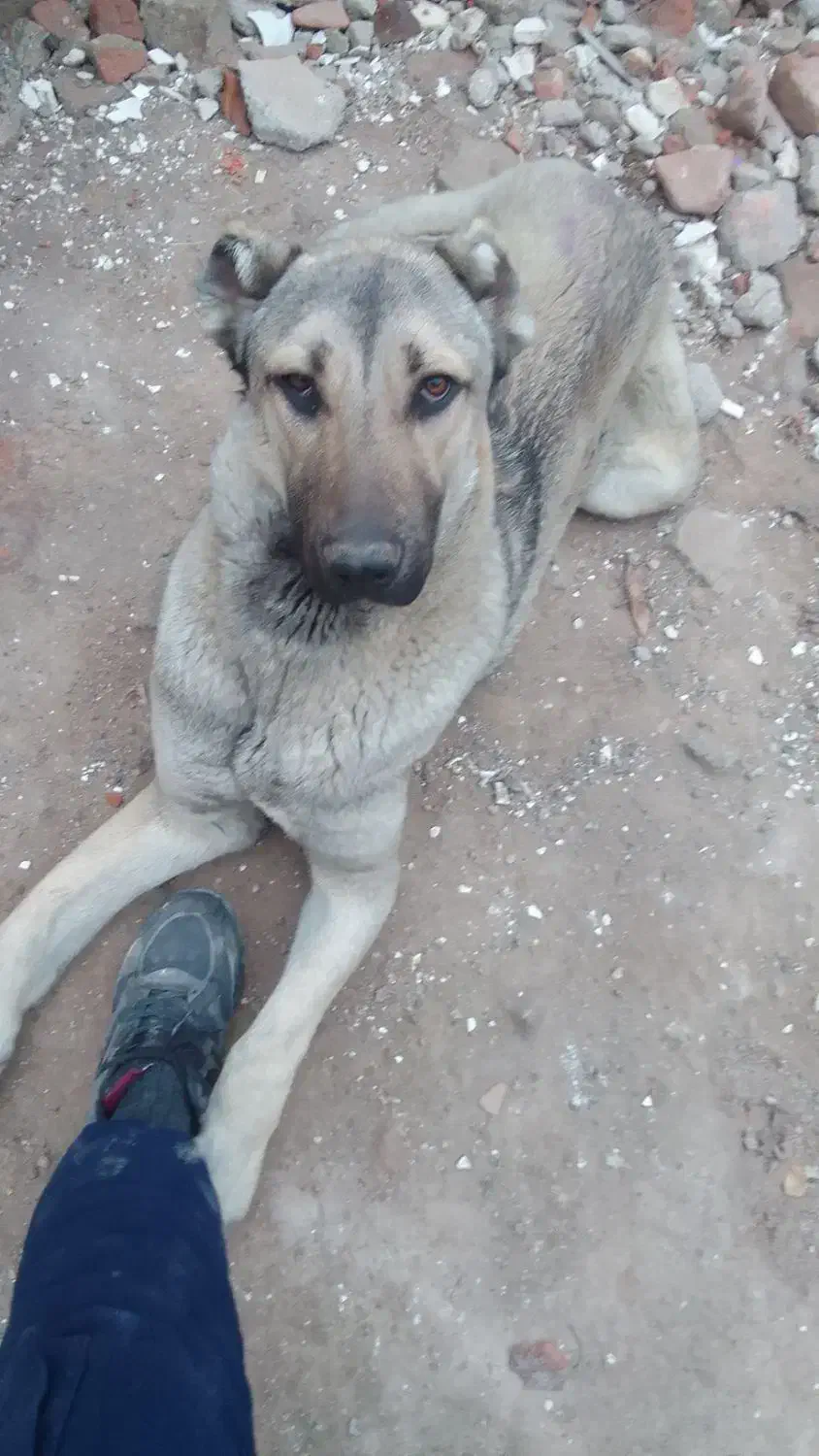 فروشی ومعاغزه باگوسفند|سگ|بناب, |دیوار