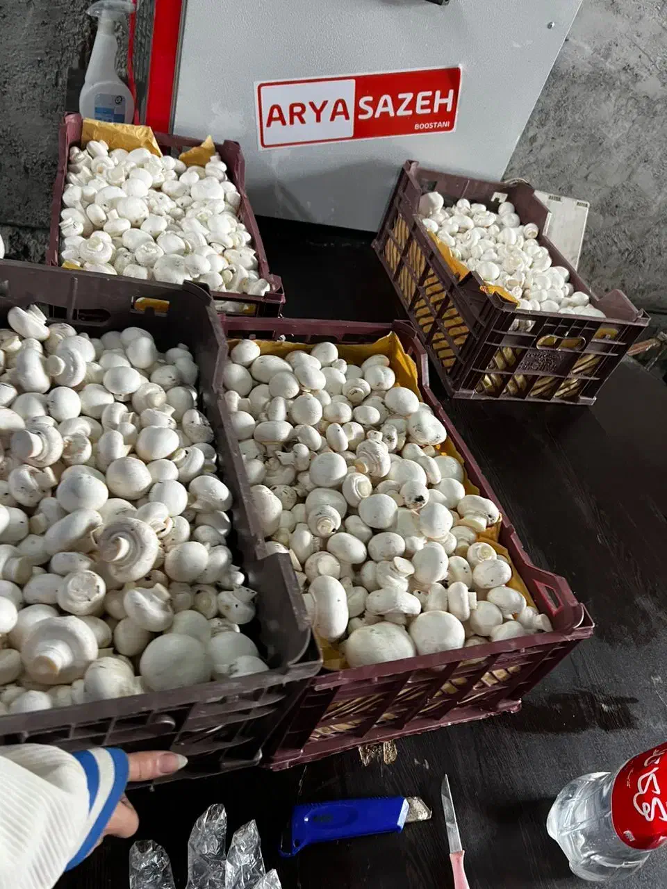 نیرو برای کار درسالن قارچ|استخدام صنعتی، فنی، مهندسی|نوشهر, |دیوار