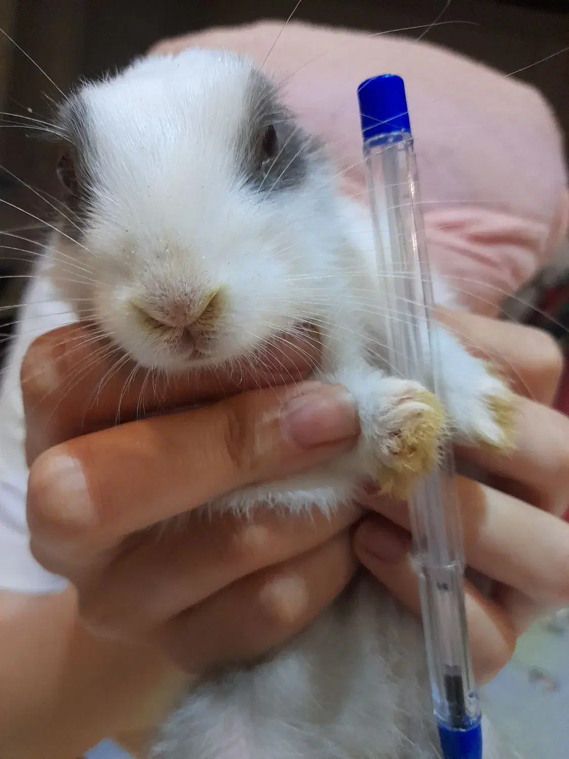 خرگوش باهوش و خوشگل|موش و خرگوش|اصفهان, بهارستان|دیوار