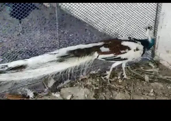 جوجه طاووس|پرنده|تهران, افسریه شمالی|دیوار