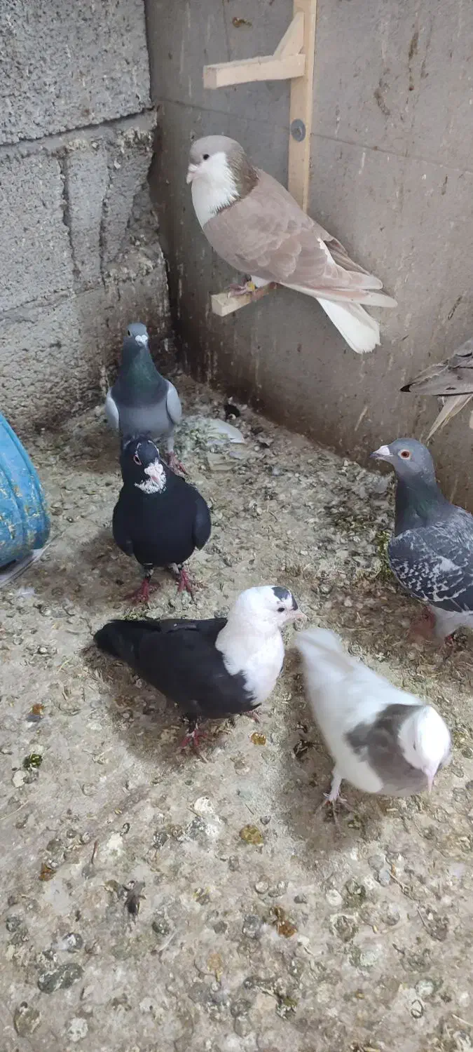 پرنده|پرنده|تربت‌حیدریه, فرمانداری|دیوار