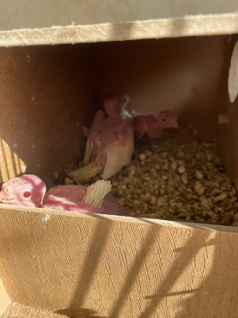 عروس هلندی لوتینو|پرنده|قرچک, قشلاق جیتو|دیوار