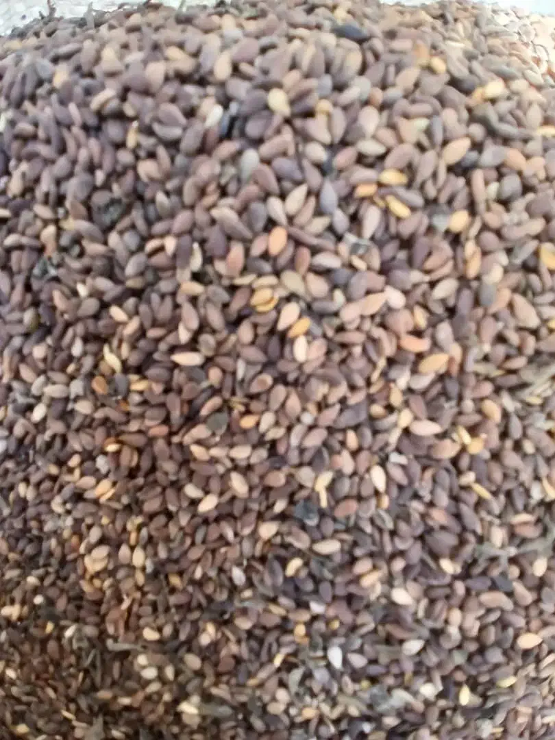 کنجد درجه یک|عمده‌فروشی|حمیدیه, |دیوار