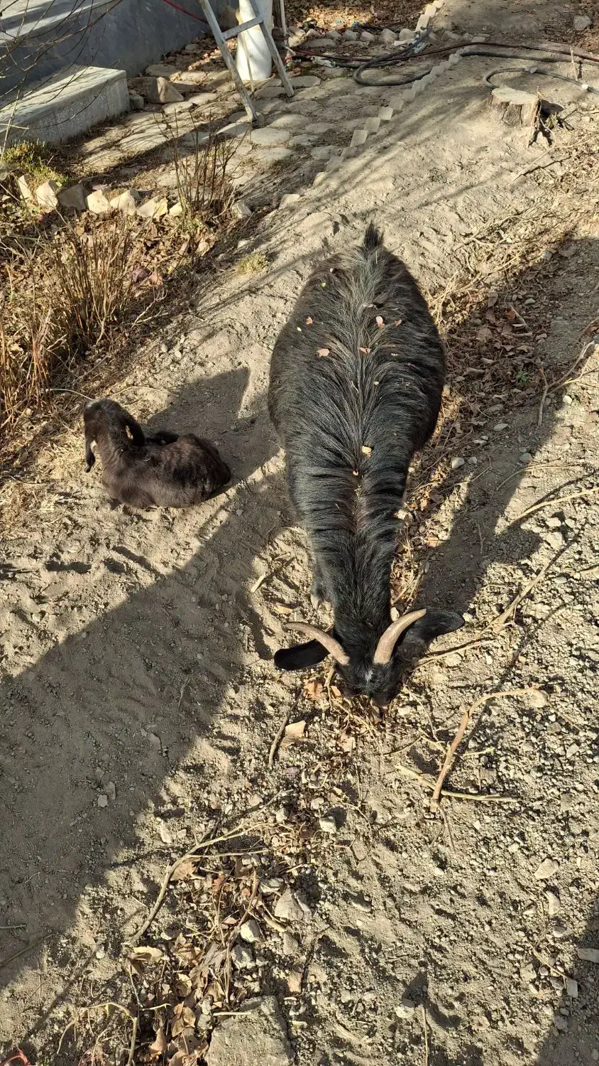 بز های خوب|حیوانات مزرعه|سردرود, |دیوار