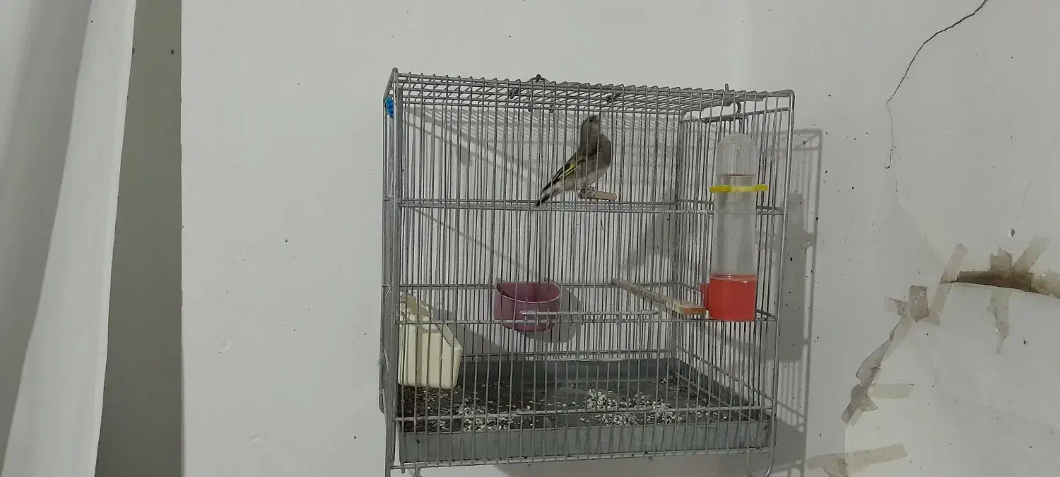 سهره|پرنده|رامیان, |دیوار