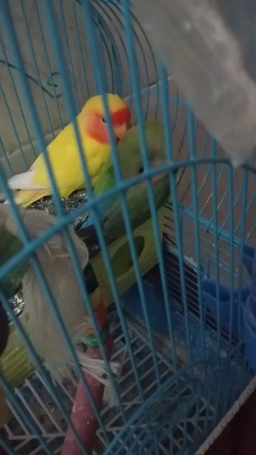 طوطی برزیلی|پرنده|مهدی شهر, |دیوار