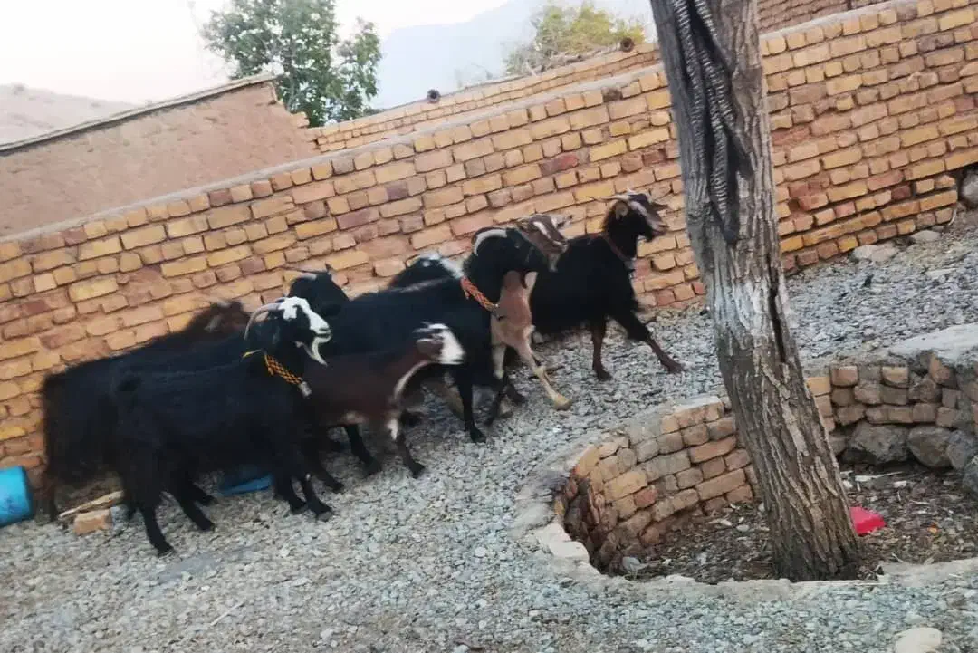 بز آبستن|حیوانات مزرعه|درودزن, |دیوار