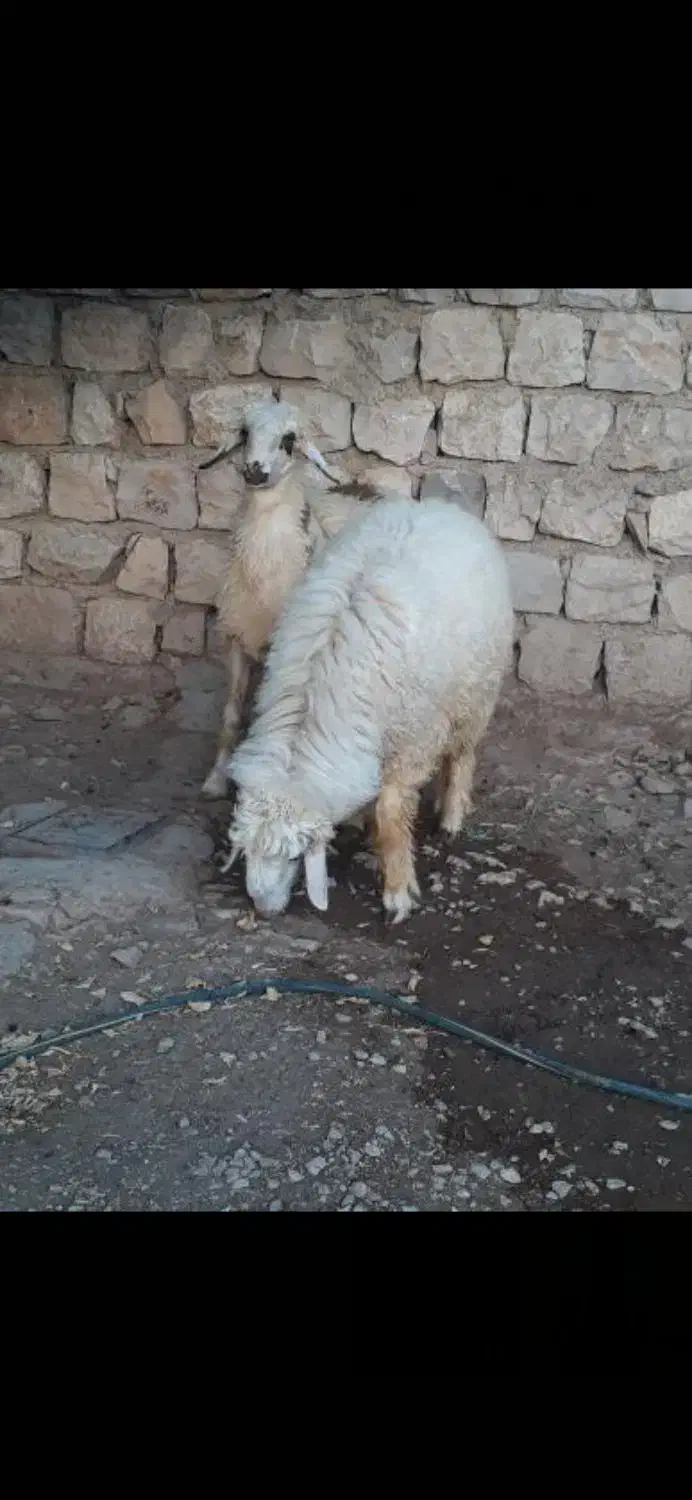 بره قصابی|حیوانات مزرعه|گیلان غرب, |دیوار