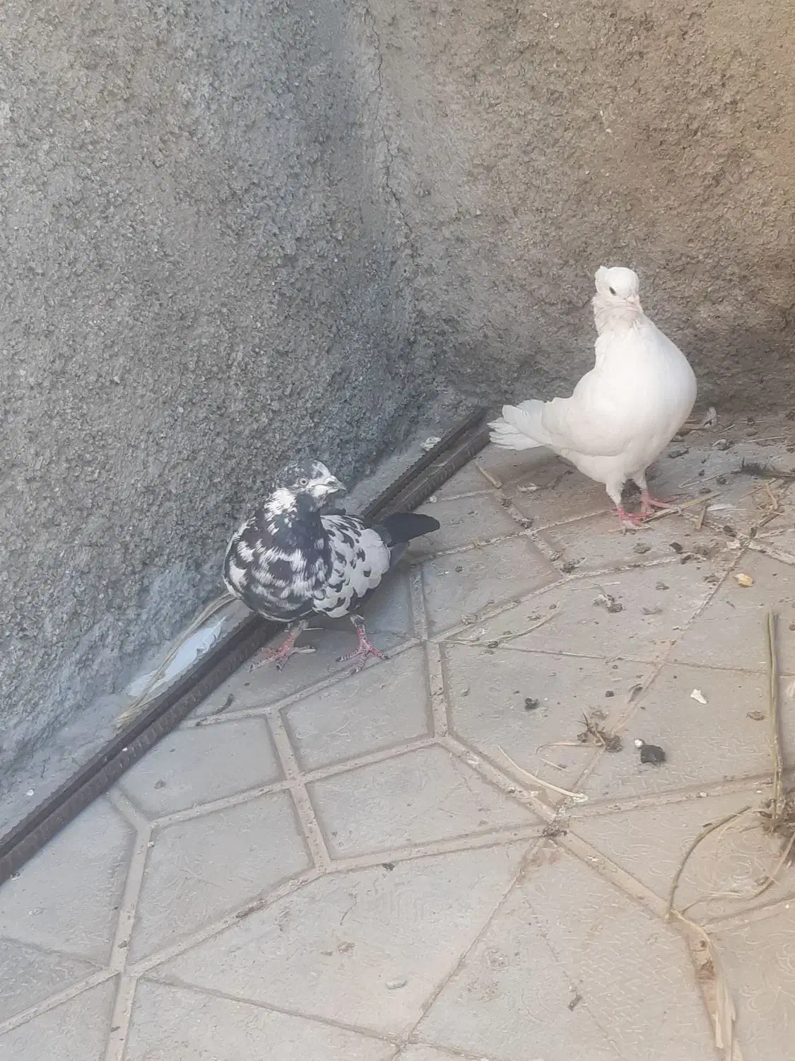 کبوتر ماده تهرانی|پرنده|آبدانان, |دیوار