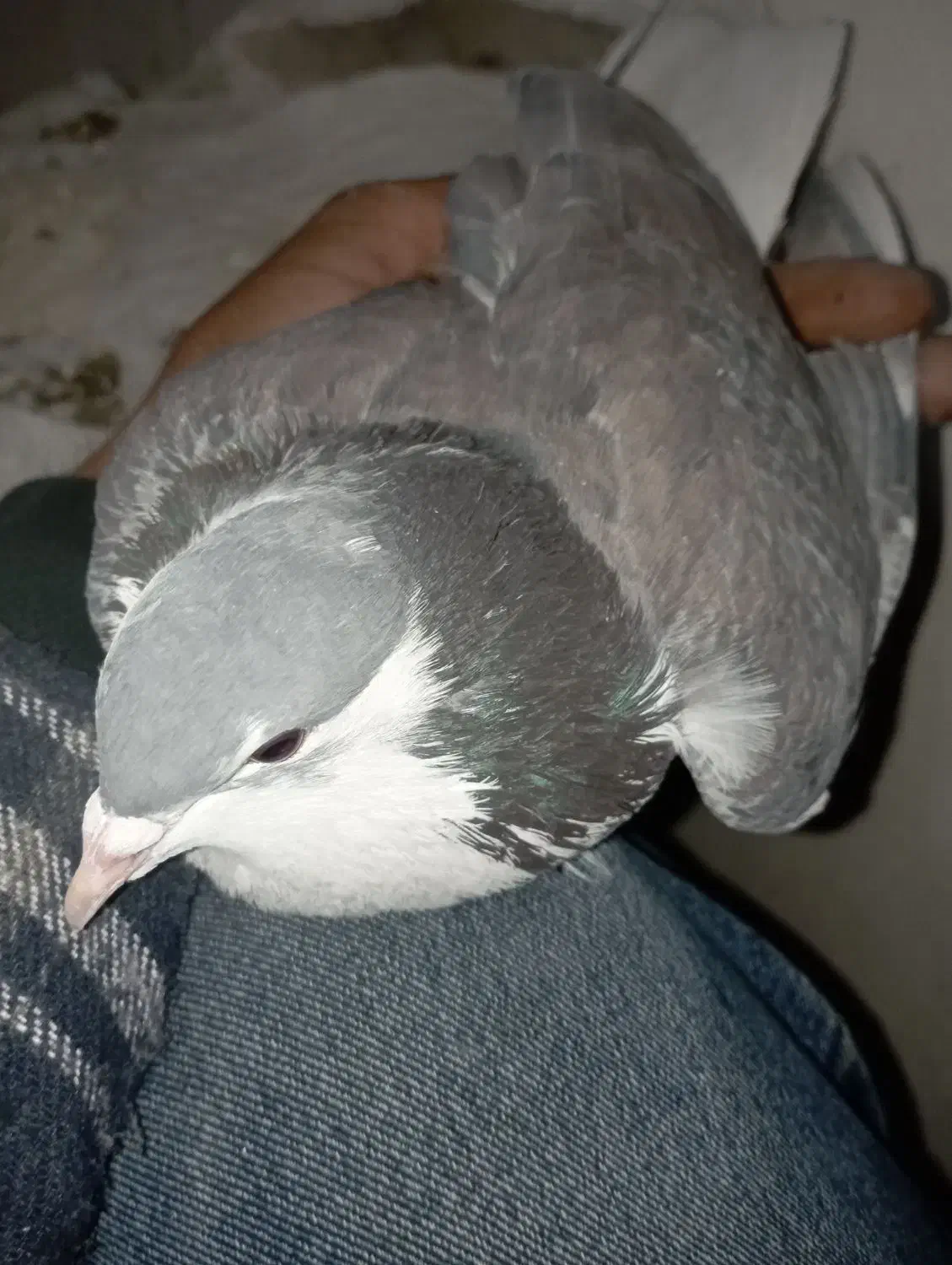 نر سیمونی|پرنده|اصفهان, اندوان|دیوار