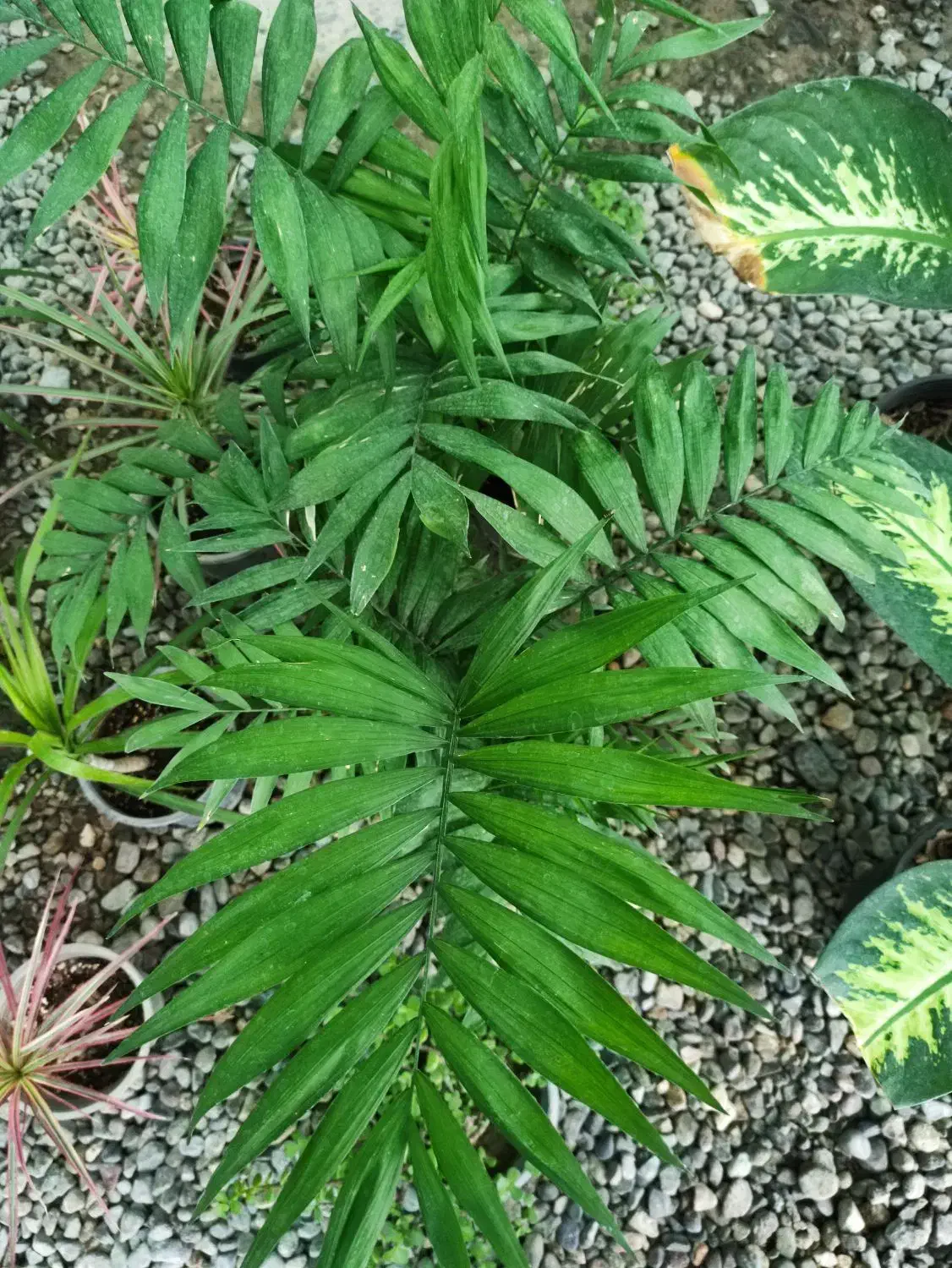 گل گیاه گلستان|گل و گیاه طبیعی|جیرفت, |دیوار