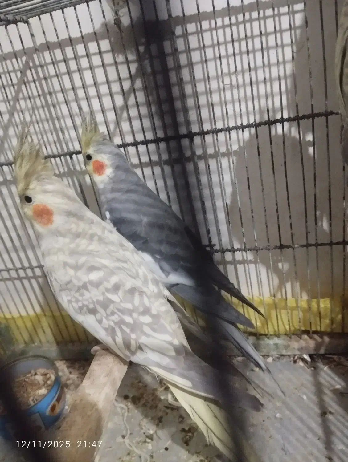 عروس هلندی همراه جوجه|پرنده|بهار, |دیوار