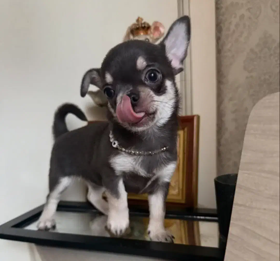 شیواوا تیکاپ دو سر خالص|سگ|ری, دولتآباد|دیوار