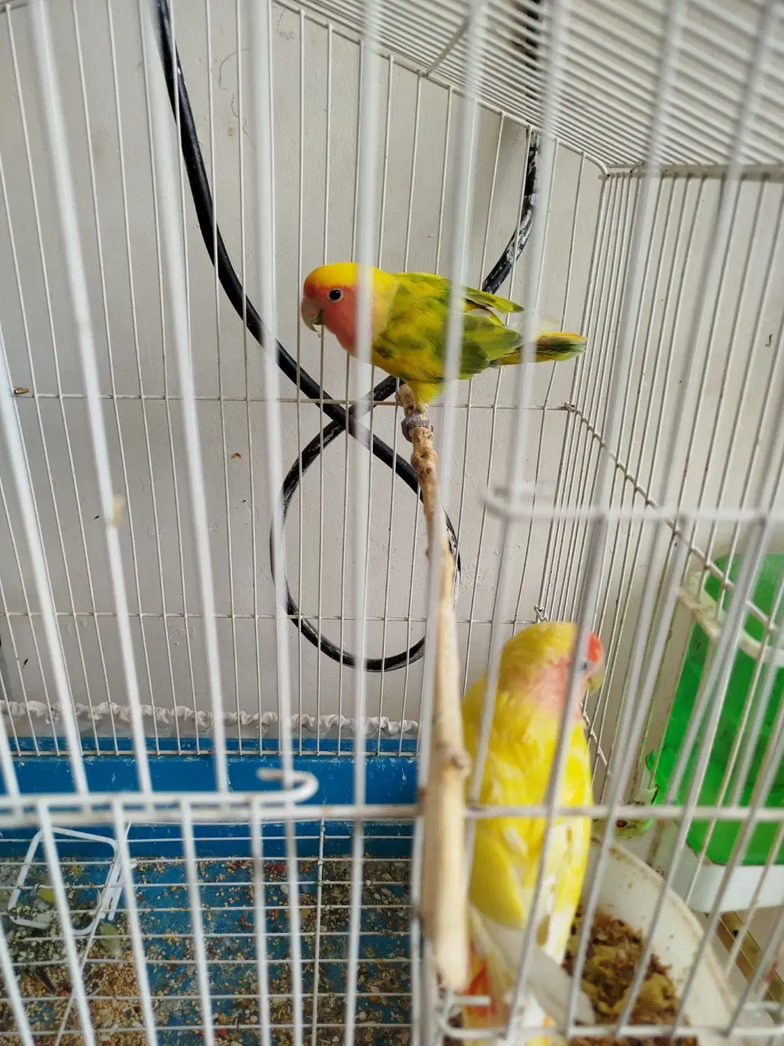 معاوضه|پرنده|سیستان, |دیوار