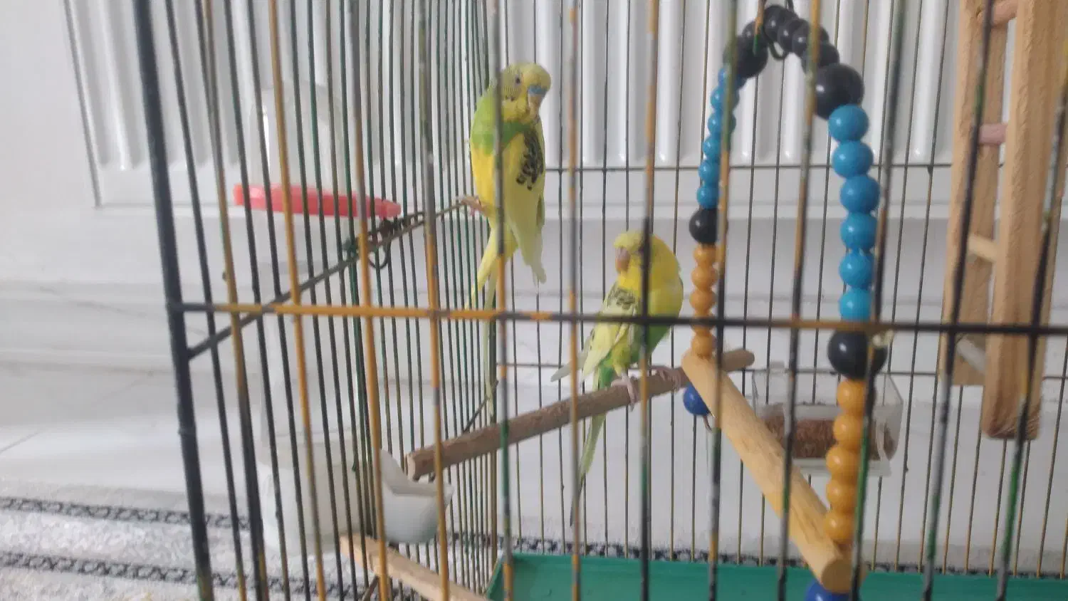 یک جفت مرغ عشق|پرنده|اسدآباد, |دیوار