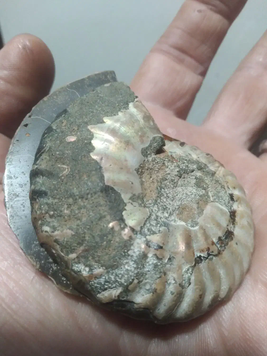 آمونیت ۶۵ میلیون ساله اصلی و به ضمانت|جواهرات|رامسر, |دیوار