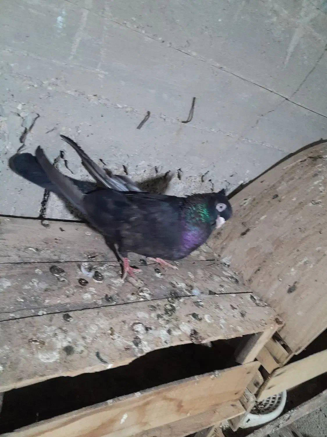 ماده فروشی|پرنده|بندر گناوه, |دیوار