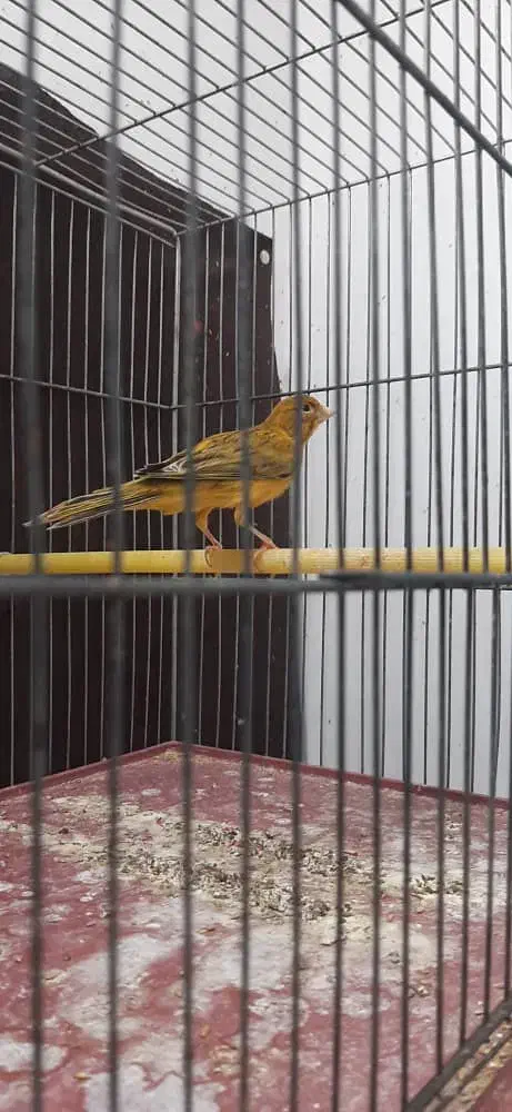 قناری.|پرنده|شیراز, شهرک والفجر|دیوار