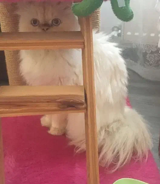 گربه پرشین رد پوینت|گربه|قم, شهرک فاطمیه|دیوار