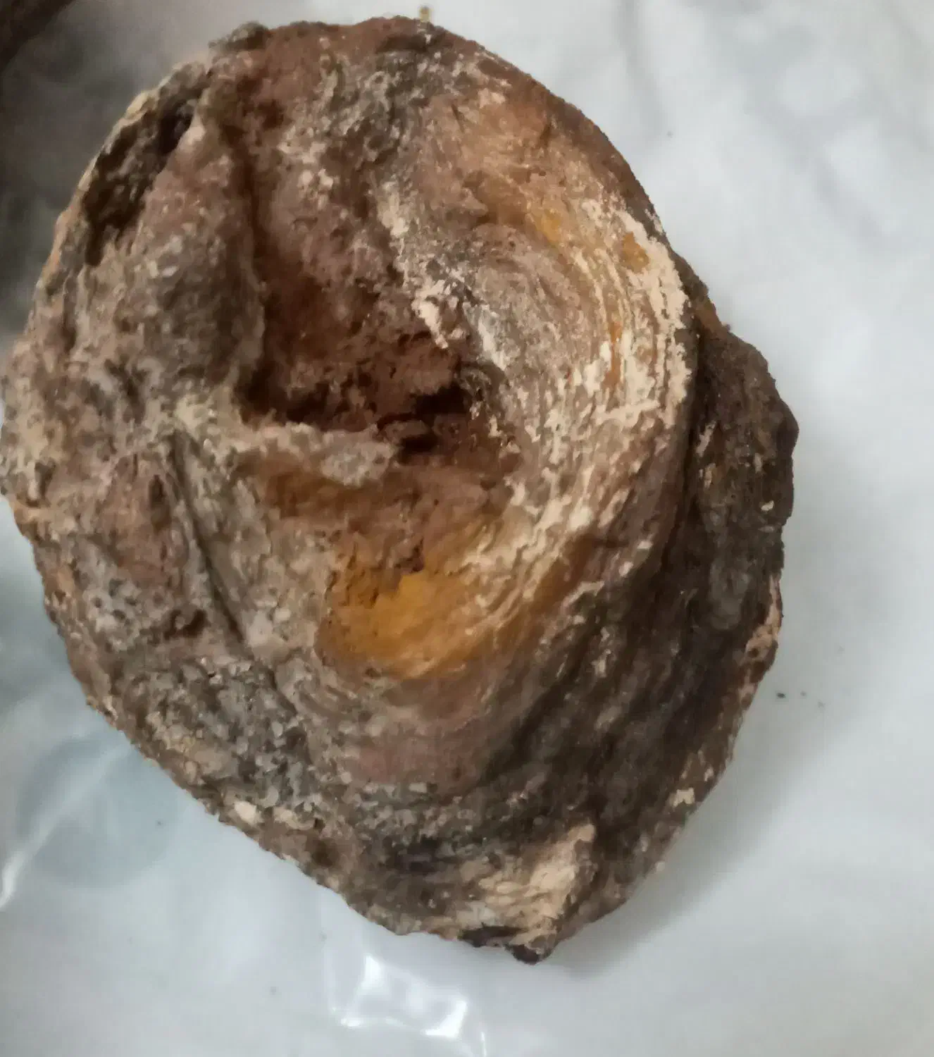 فسیل|کلکسیون و سرگرمی|کرمانشاه, |دیوار