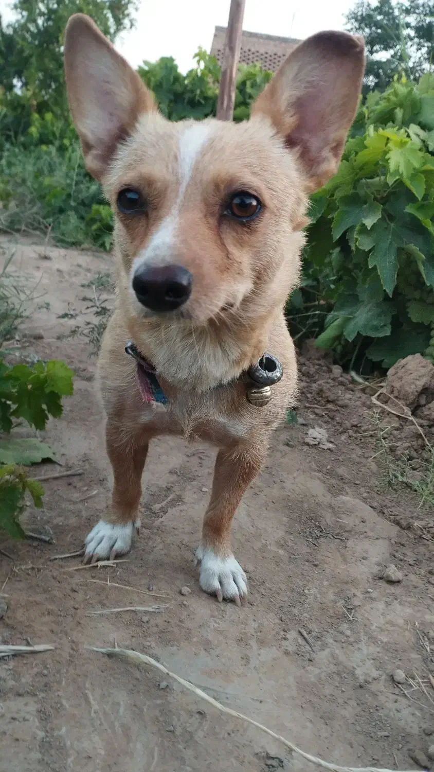 سگ کوچولو قدش 30سانته|سگ|خلیل آباد, |دیوار