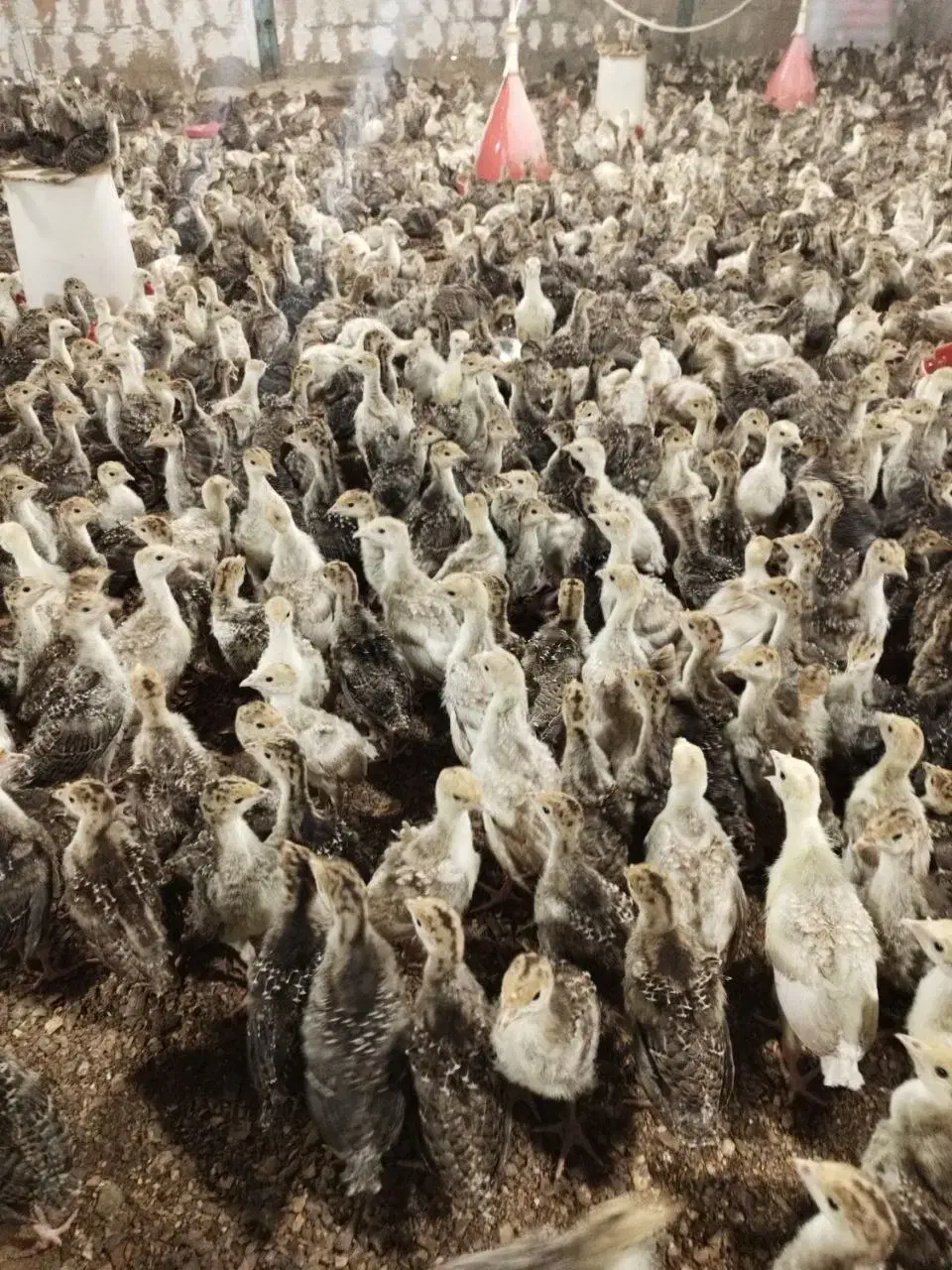 جوجه بوقلمون 20 روزه|حیوانات مزرعه|گنبد کاووس, |دیوار