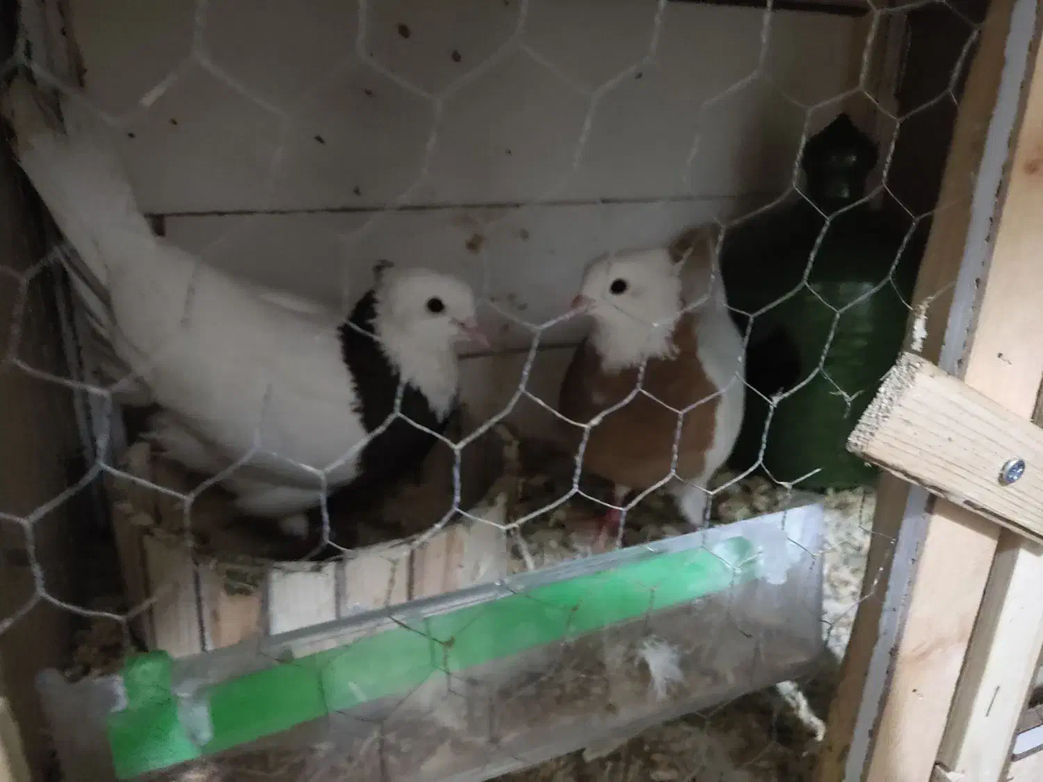 کبوتر طوقی|پرنده|خرم‌آباد, |دیوار