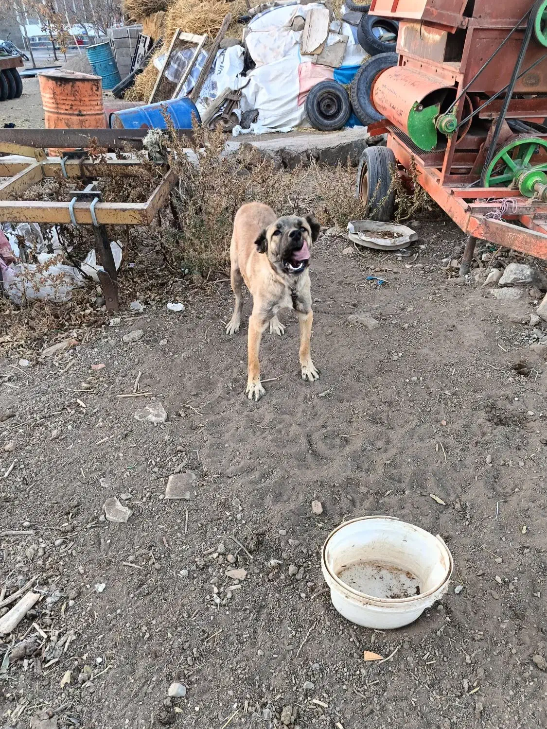 سگ سرابی|سگ|اردبیل, |دیوار