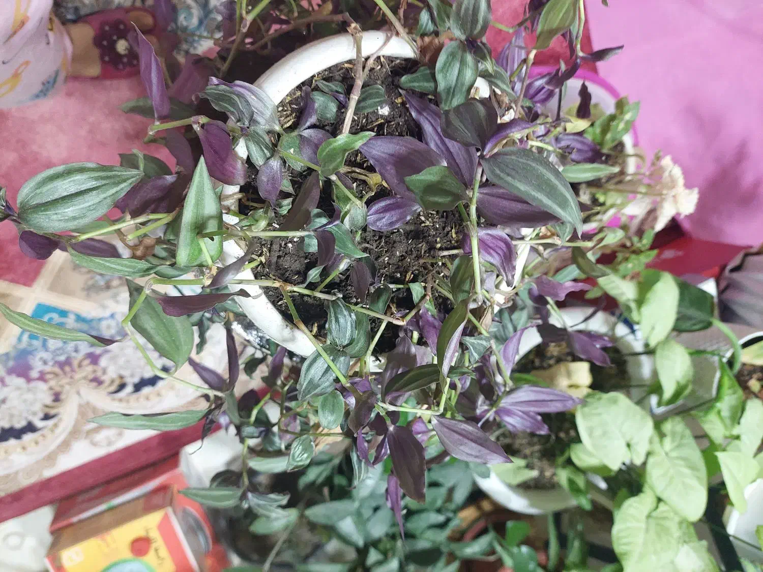 گل پینگ پرنسس برگ انجیری سانسوریااشک عروس برگ بید|گل و گیاه طبیعی|مشهد, شهرک لشکر (شهرک غرب)|دیوار