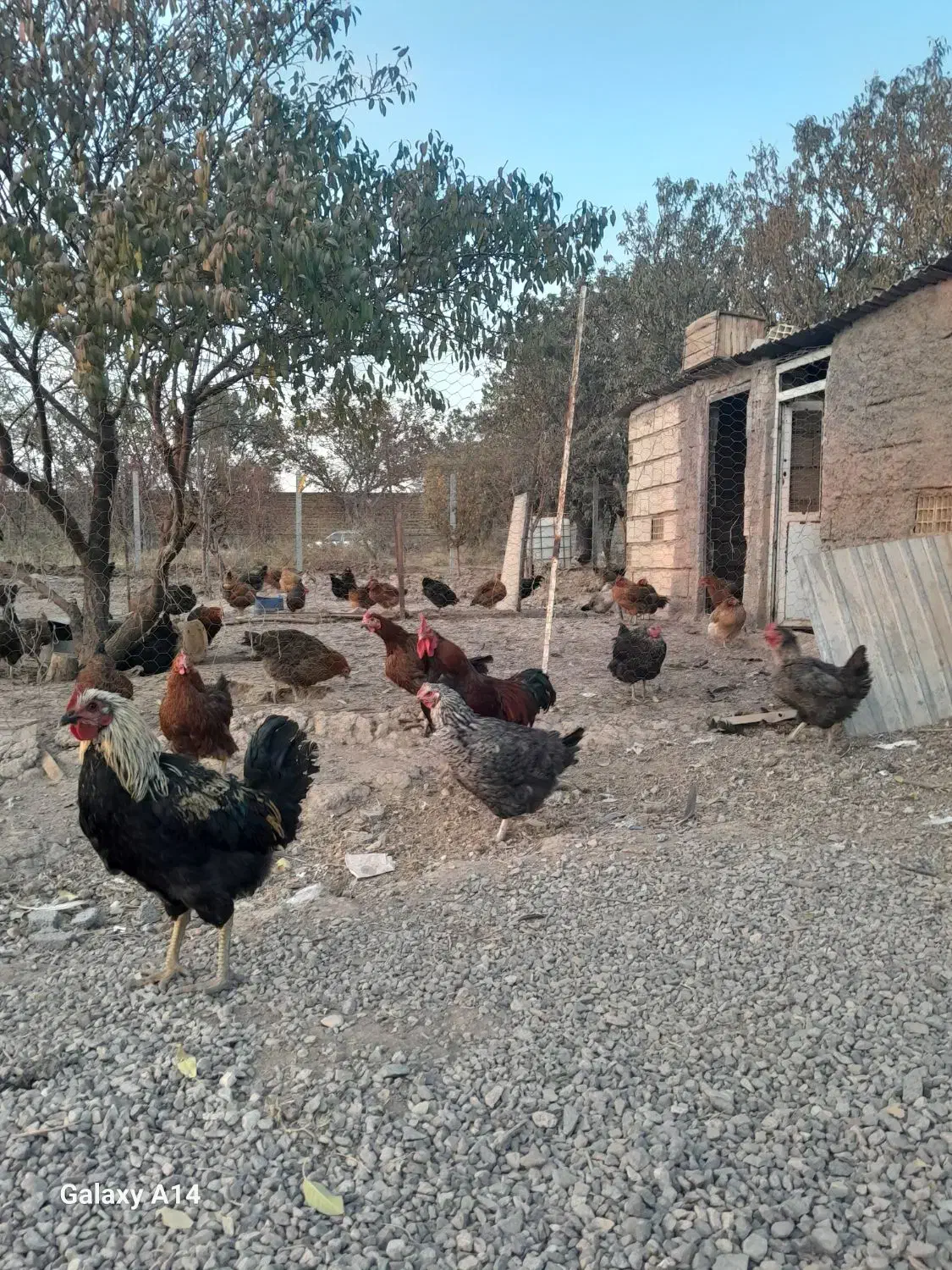 فروش مرع محلی با قیمت مناسب|حیوانات مزرعه|الوند, |دیوار