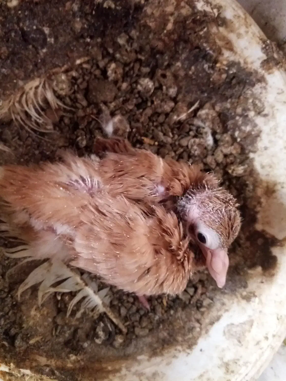 کبوتر|حیوانات|شیروان (خراسان), |دیوار