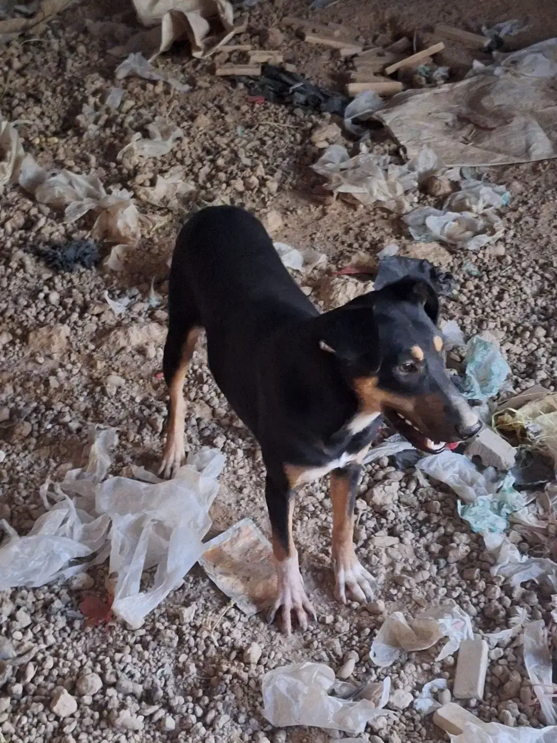 سگ دوبرمن|سگ|اهواز, اسماعیلیه|دیوار