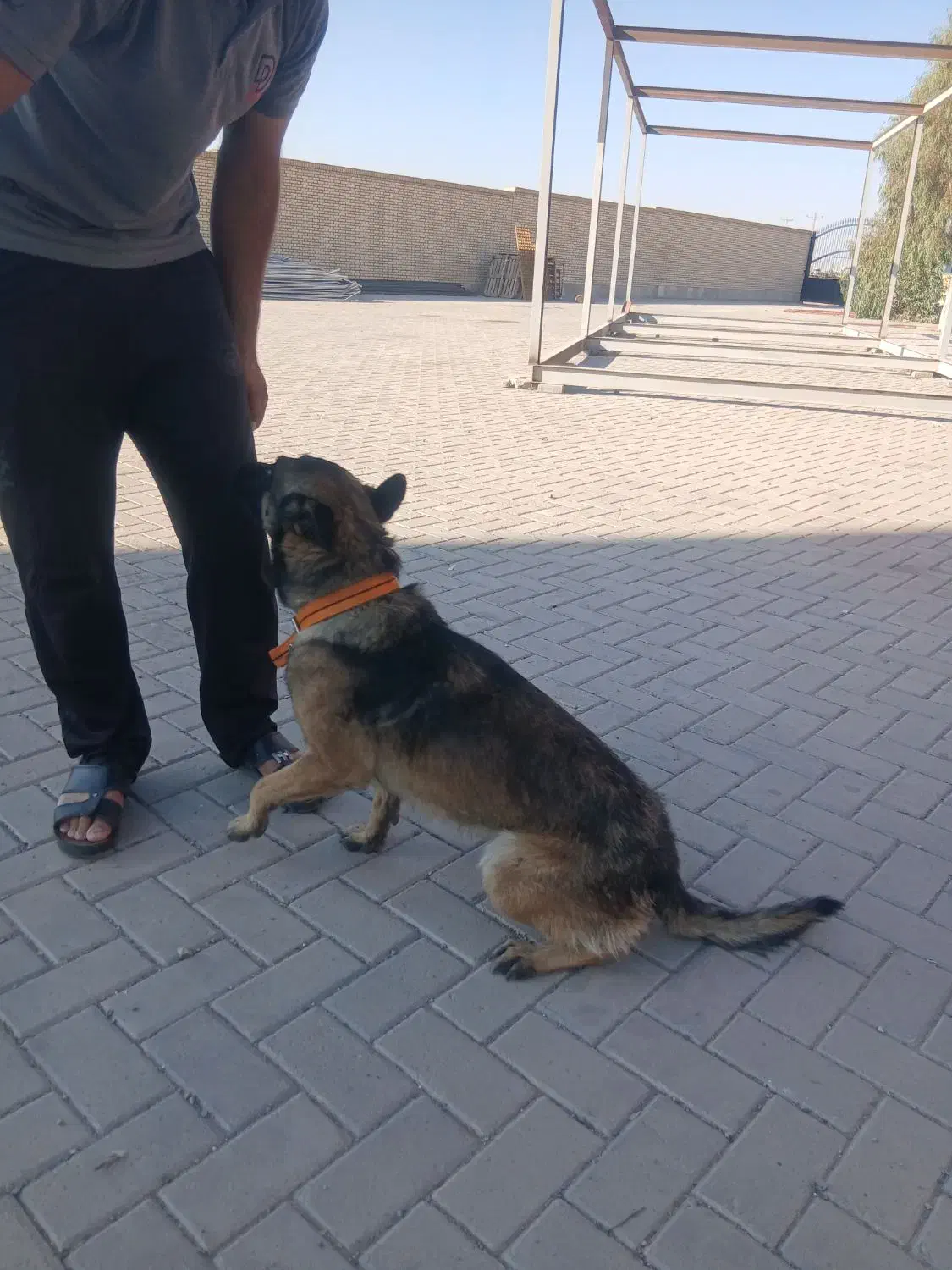 معاوضه سگ مالینویز باگوشی|سگ|سیرجان, |دیوار