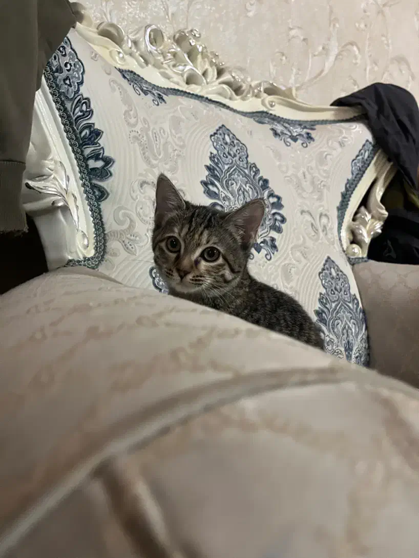 واگذاری بچه گربه|گربه|قم, شهدا|دیوار